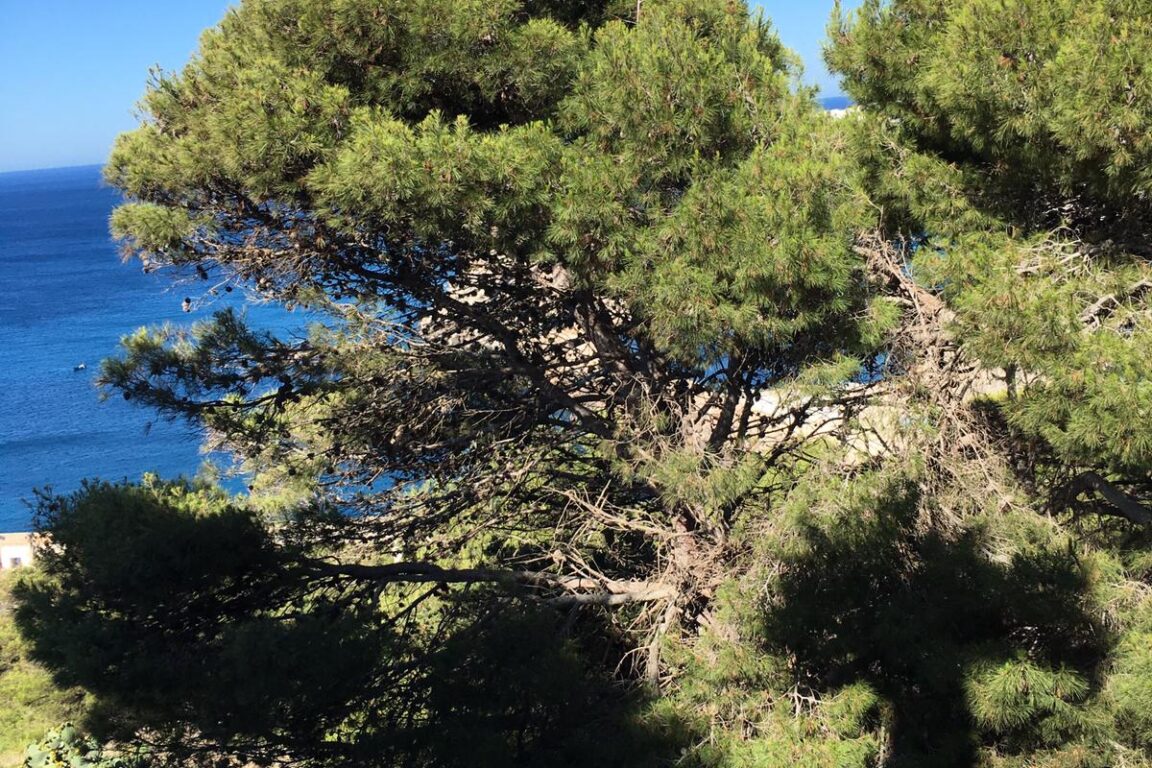 foto Giornata mondiale dell’ambiente