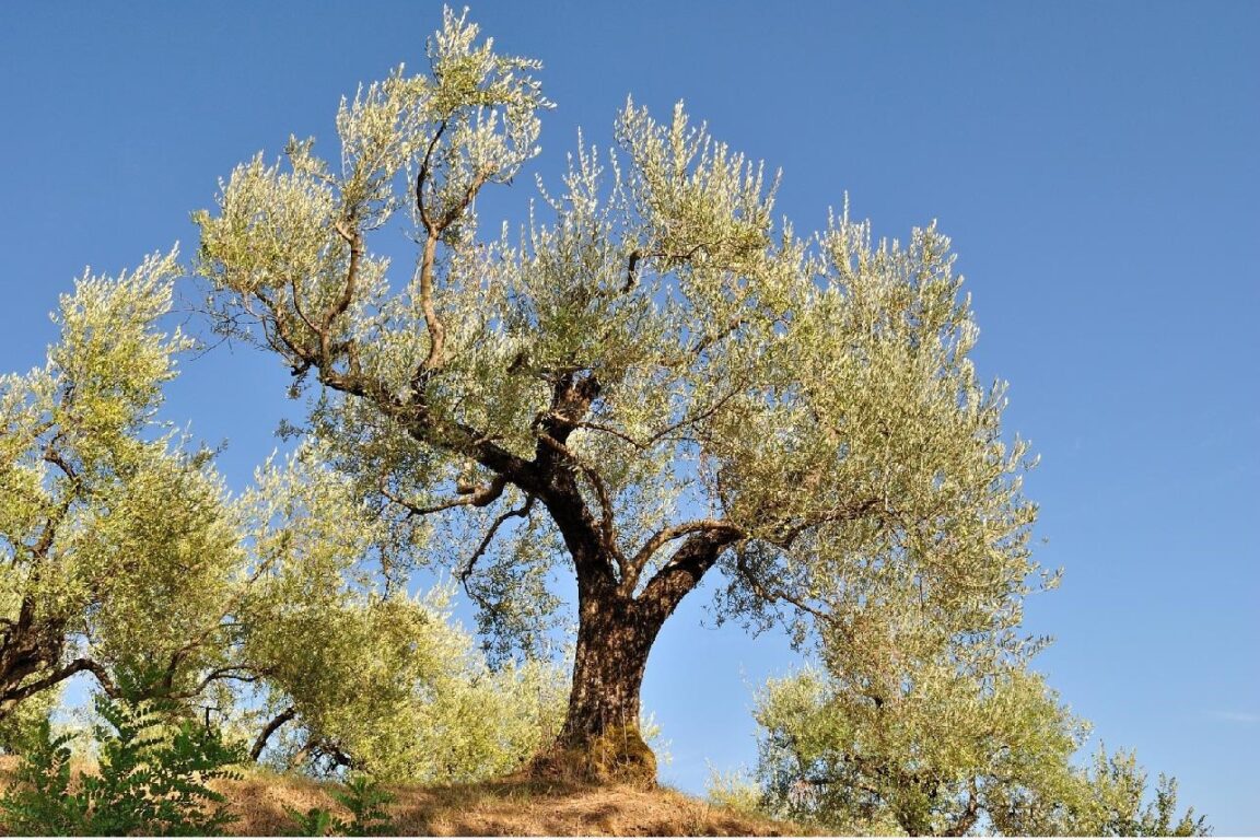 foto La visione della Terra e l’identità dell’albero d’ulivo ferita