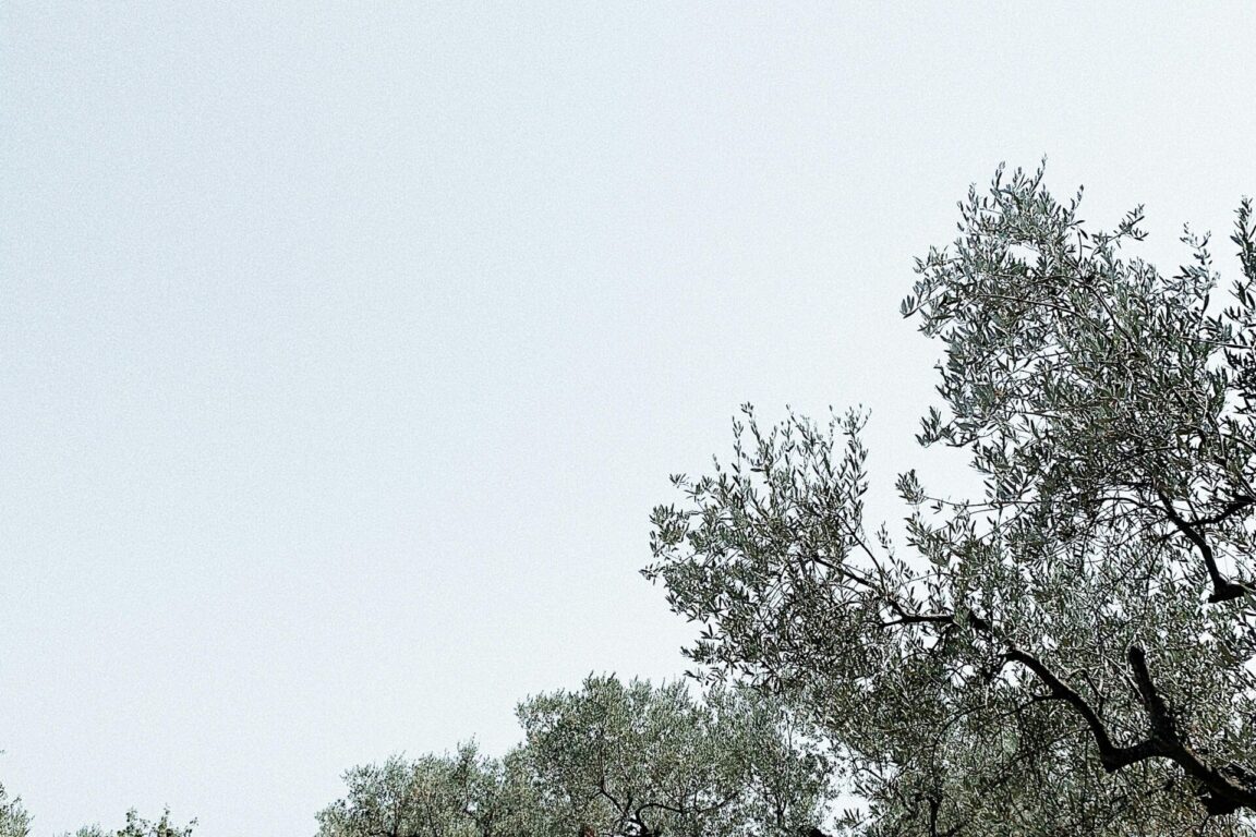 immagine di copertina rassegna L’olio nuovo della rinascita